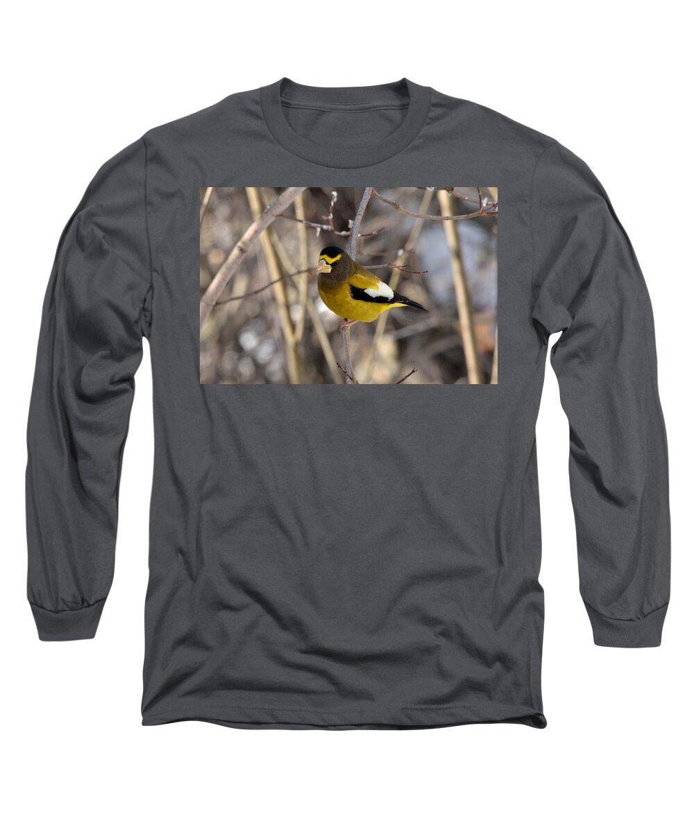 Bird Long Sleeve T-Shirt featuring the photograph Male Evening Grosbeak by David Porteus