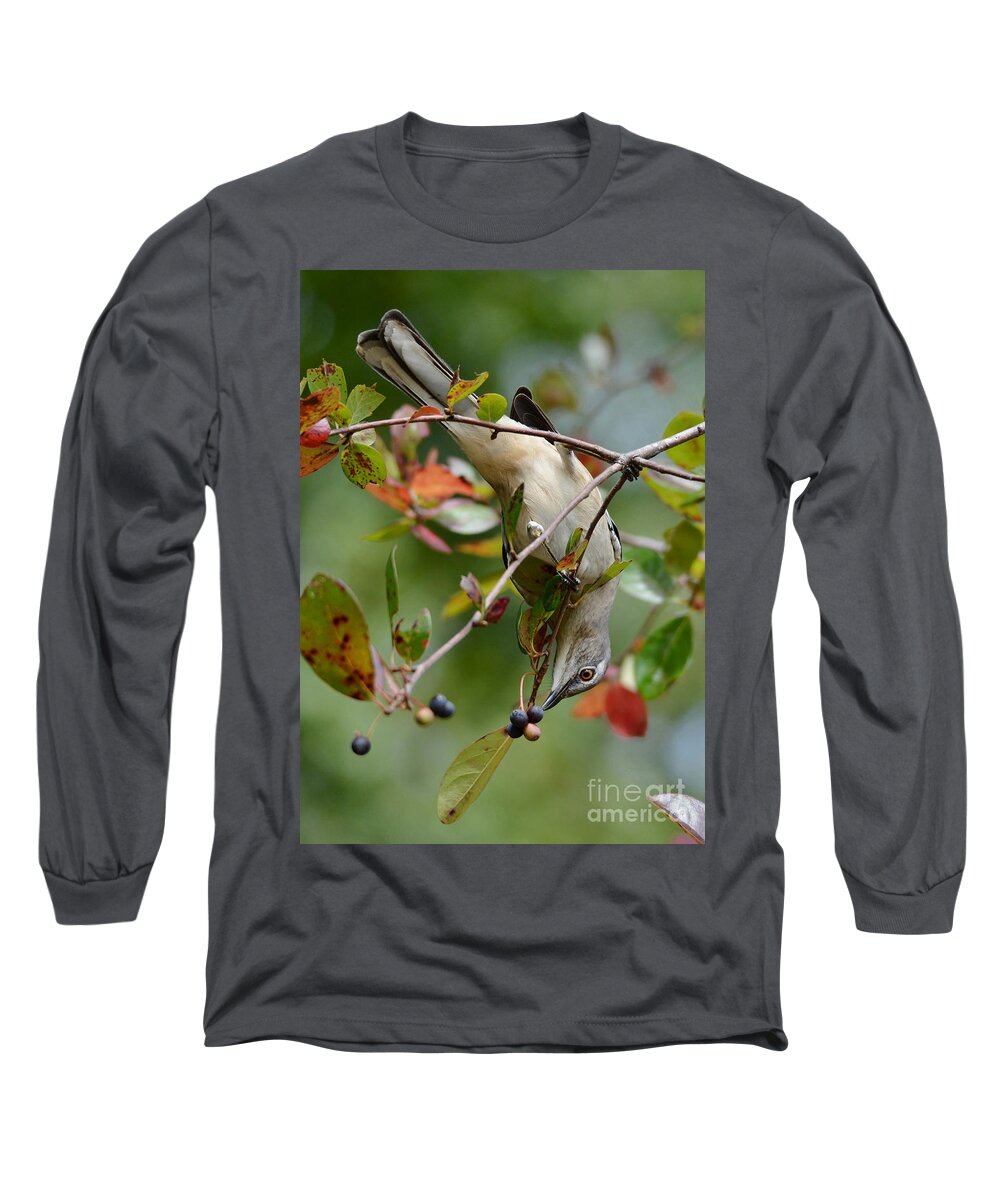Mockingbird Long Sleeve T-Shirt featuring the photograph Mockingbird And Fall Berries by Kathy Baccari