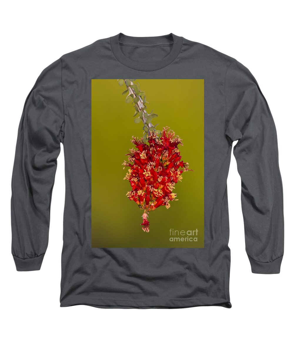 Plant Long Sleeve T-Shirt featuring the photograph Ocotillo flower by Bryan Keil