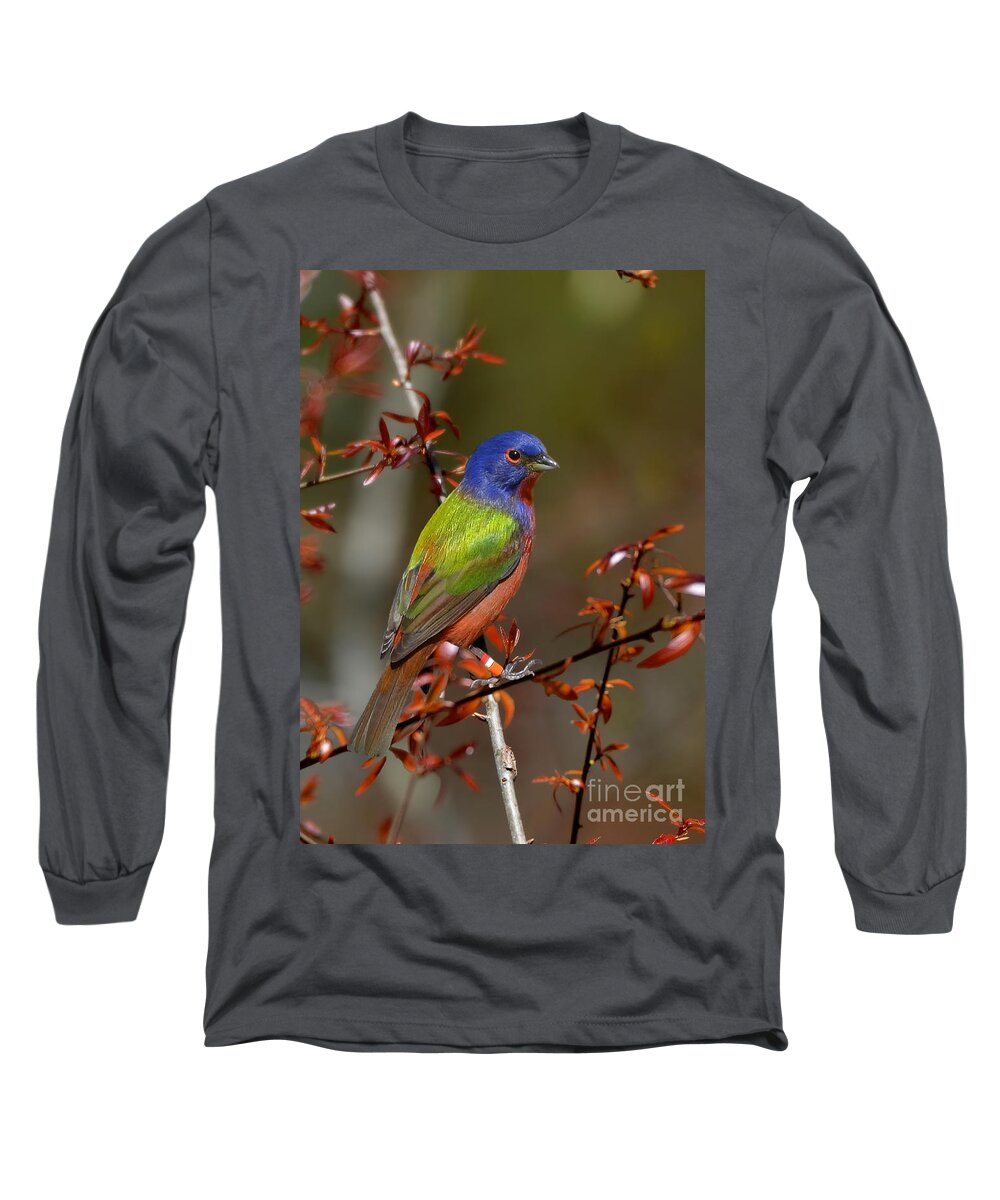 Painted Bunting Long Sleeve T-Shirt featuring the photograph Painted Bunting - Male by Kathy Baccari