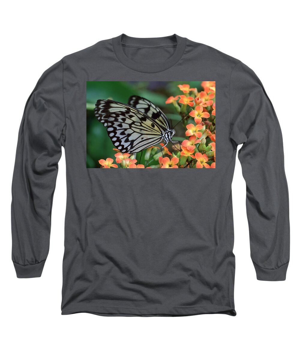 Butterfly Long Sleeve T-Shirt featuring the photograph Paper Kite Butterfly by Ginny Barklow