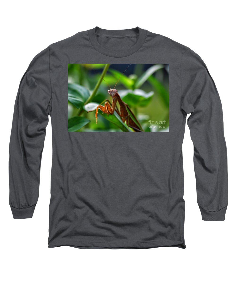 Animals Long Sleeve T-Shirt featuring the photograph Praying Mantis by Thomas Woolworth