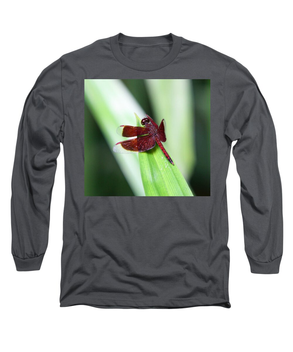 Dragonfly Long Sleeve T-Shirt featuring the photograph Red Dragon by Shoal Hollingsworth