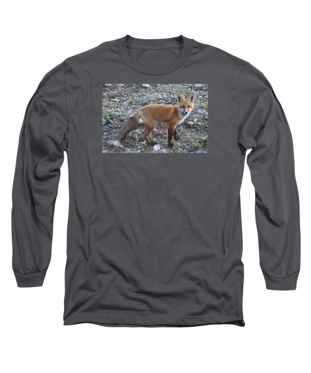 Red Fox Long Sleeve T-Shirt featuring the photograph Red fox Kit Standing by Lucinda VanVleck
