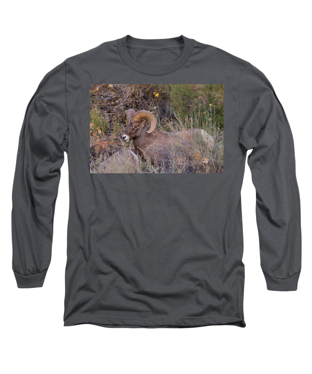 Bighorn Long Sleeve T-Shirt featuring the photograph Rocky Mountain Bighorn Ram by Kathleen Bishop
