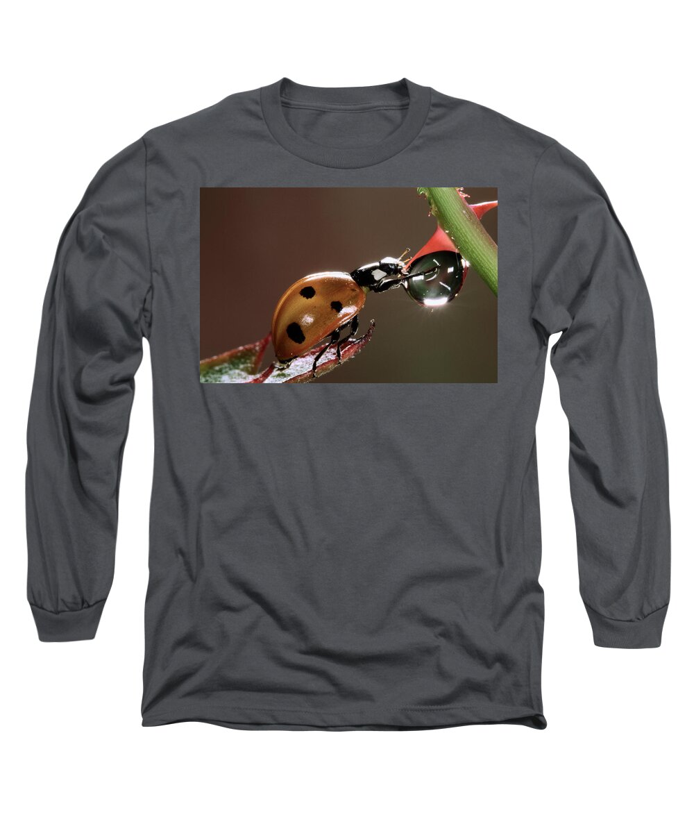 Nis Long Sleeve T-Shirt featuring the photograph Seven-spotted Ladybird Drinking by Jef Meul