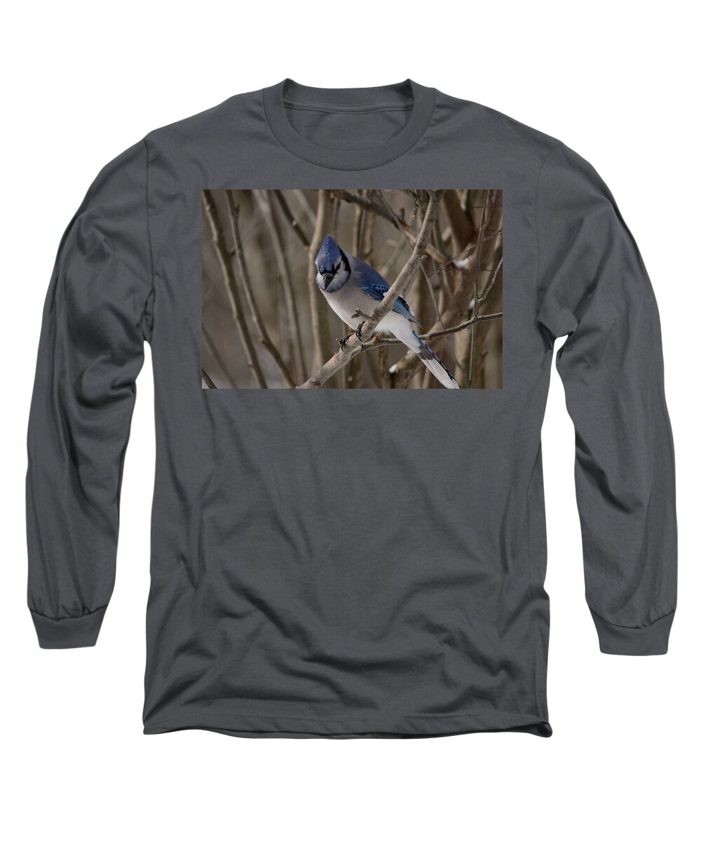Blue Jay Long Sleeve T-Shirt featuring the photograph Sitting Pretty by David Porteus