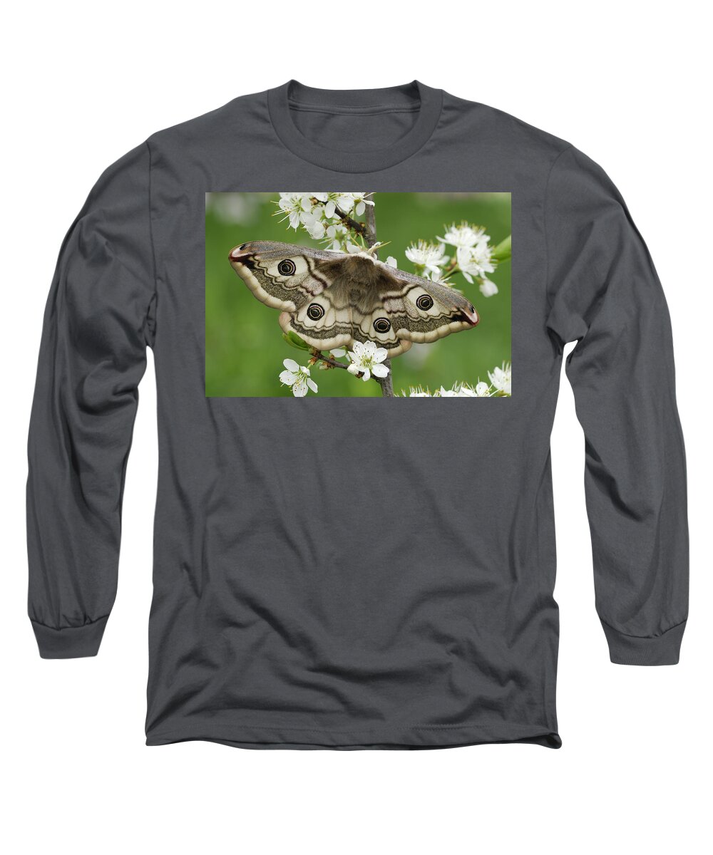 Feb0514 Long Sleeve T-Shirt featuring the photograph Small Emperor Moth Female Switzerland by Thomas Marent