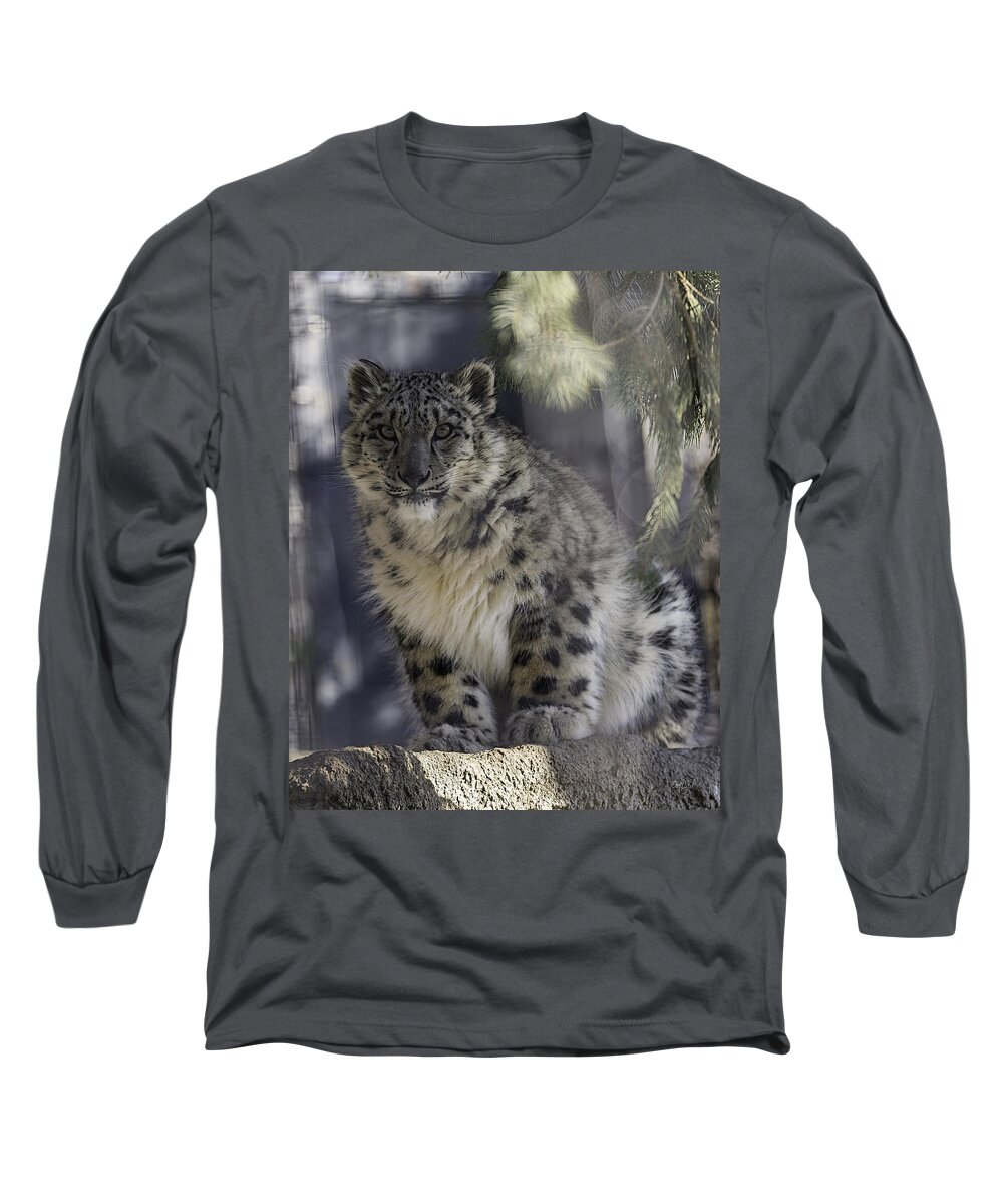 Snow Leopard Long Sleeve T-Shirt featuring the photograph Snow Leopard 1 by Everet Regal