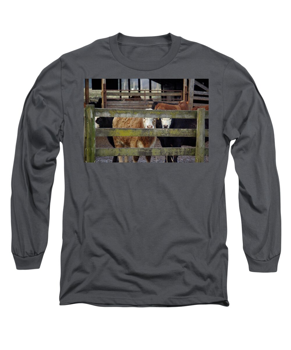 Cow Long Sleeve T-Shirt featuring the photograph The Watchers by Cindy Johnston