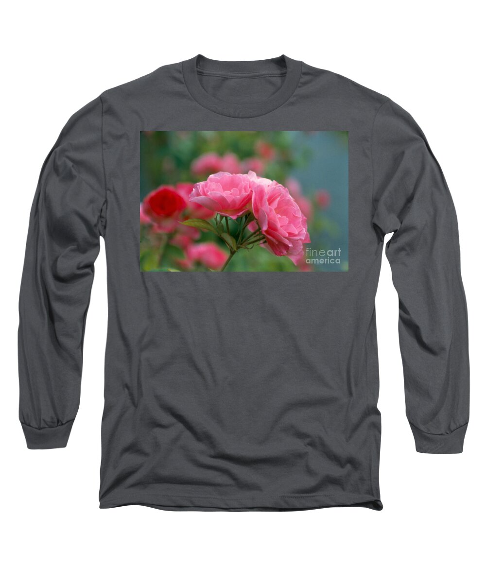 Rose Long Sleeve T-Shirt featuring the photograph Three Headed Pink Rose by Heather Kirk