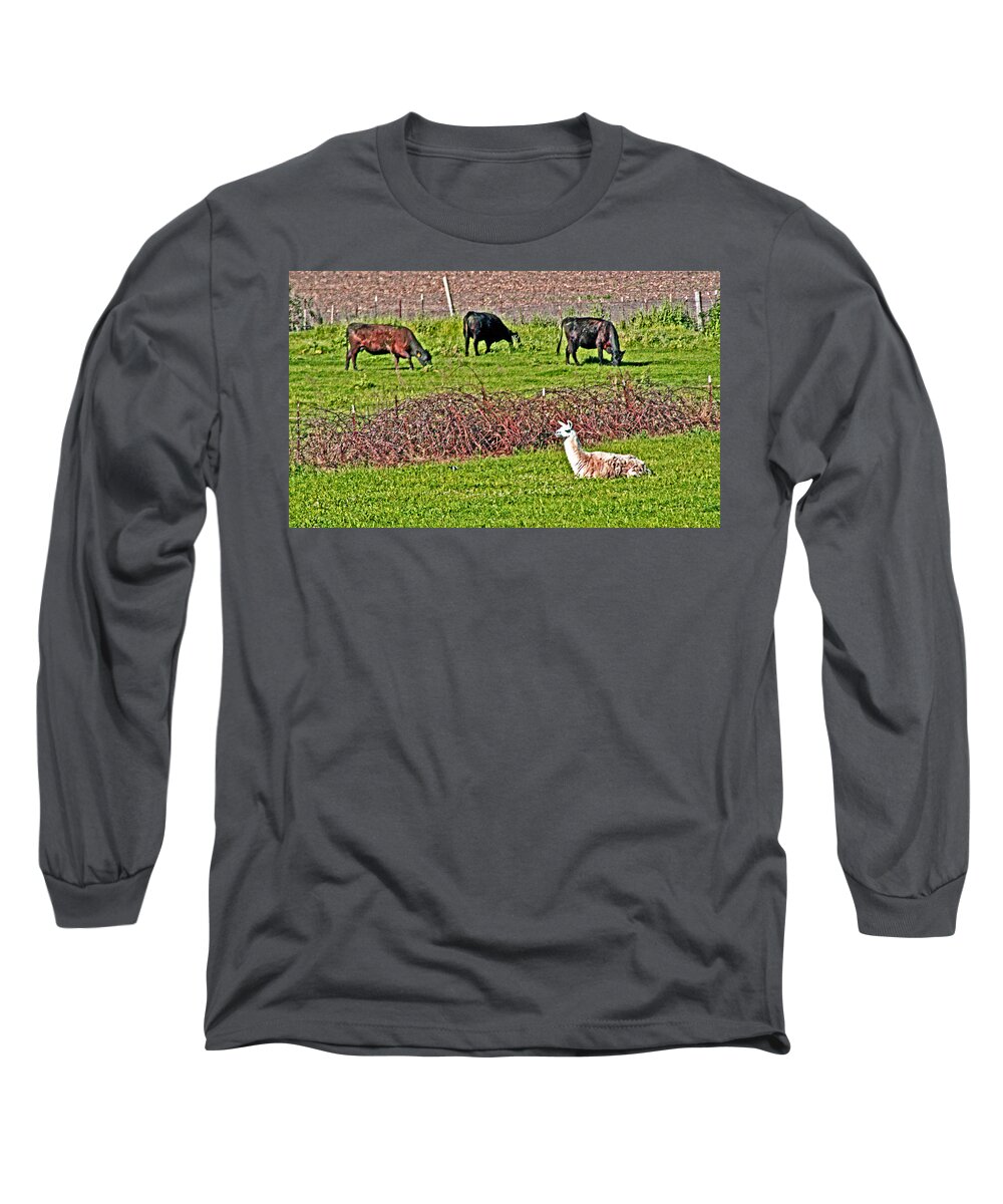 Farm Animals Long Sleeve T-Shirt featuring the photograph Three is a Crowd by Joseph Coulombe