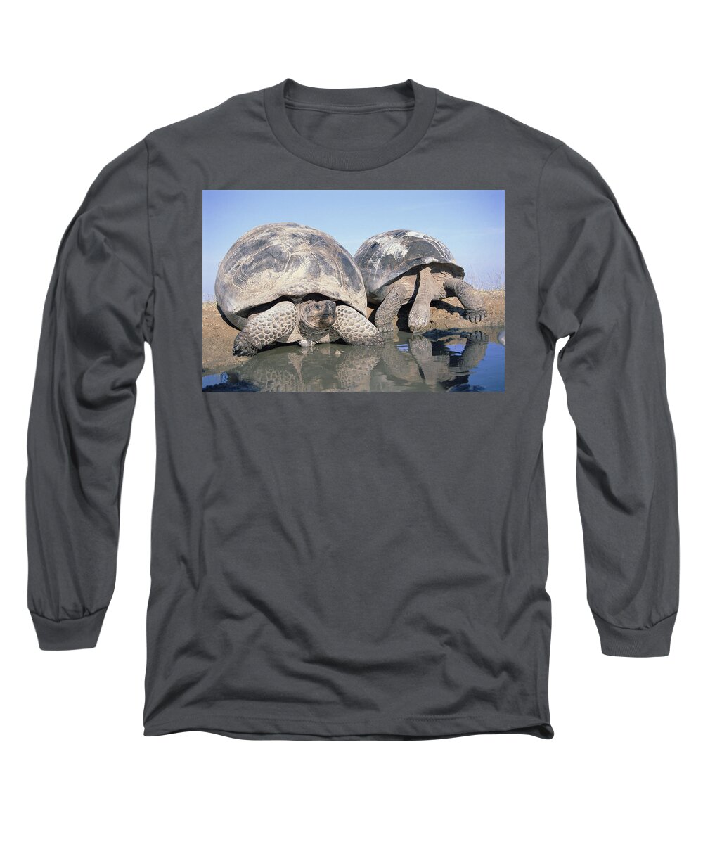 Feb0514 Long Sleeve T-Shirt featuring the photograph Volcan Alcedo Giant Tortoises Pair by Tui De Roy