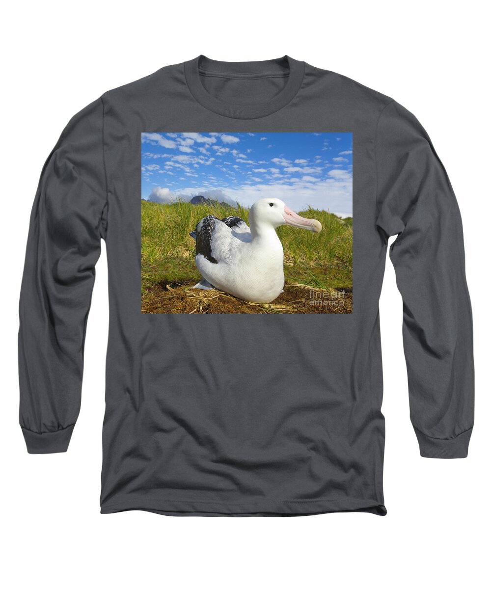 00345306 Long Sleeve T-Shirt featuring the photograph Wandering Albatross Incubating by Yva Momatiuk John Eastcott