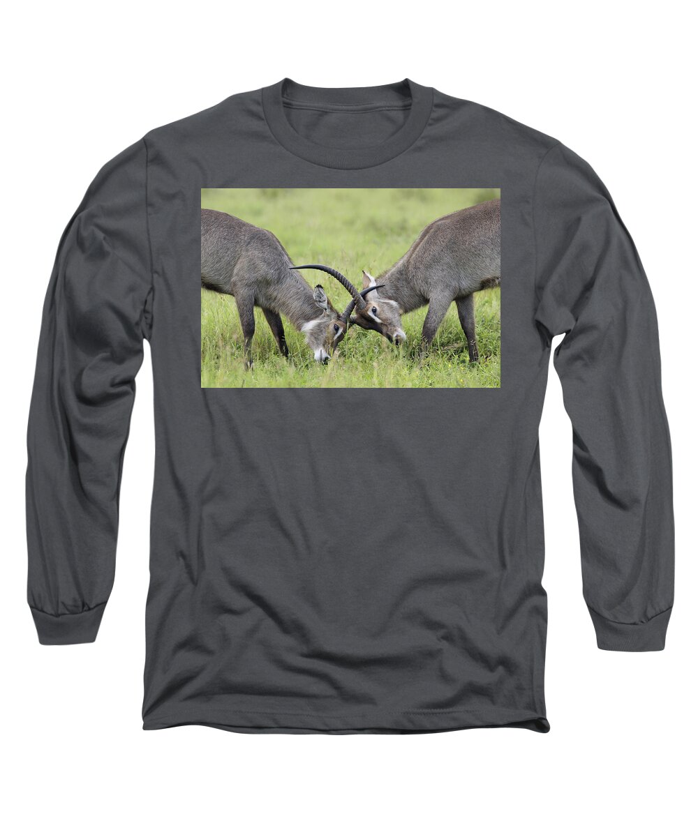 Perry De Graaf Long Sleeve T-Shirt featuring the photograph Waterbuck And Sub-adult Bull Fighting by Perry de Graaf