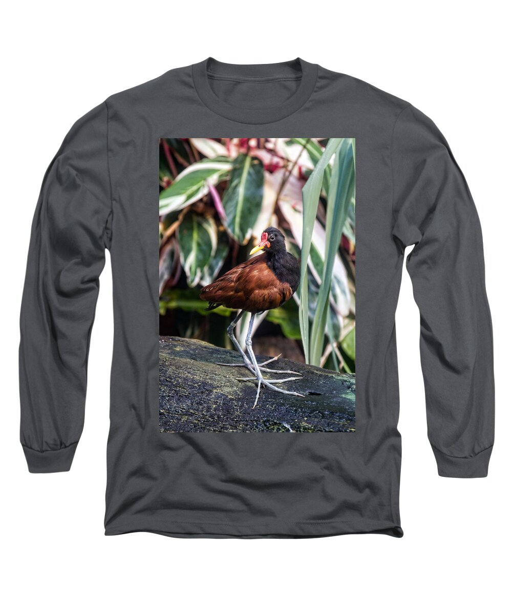 Granger Photography Long Sleeve T-Shirt featuring the photograph Wattled Jacana by Brad Granger