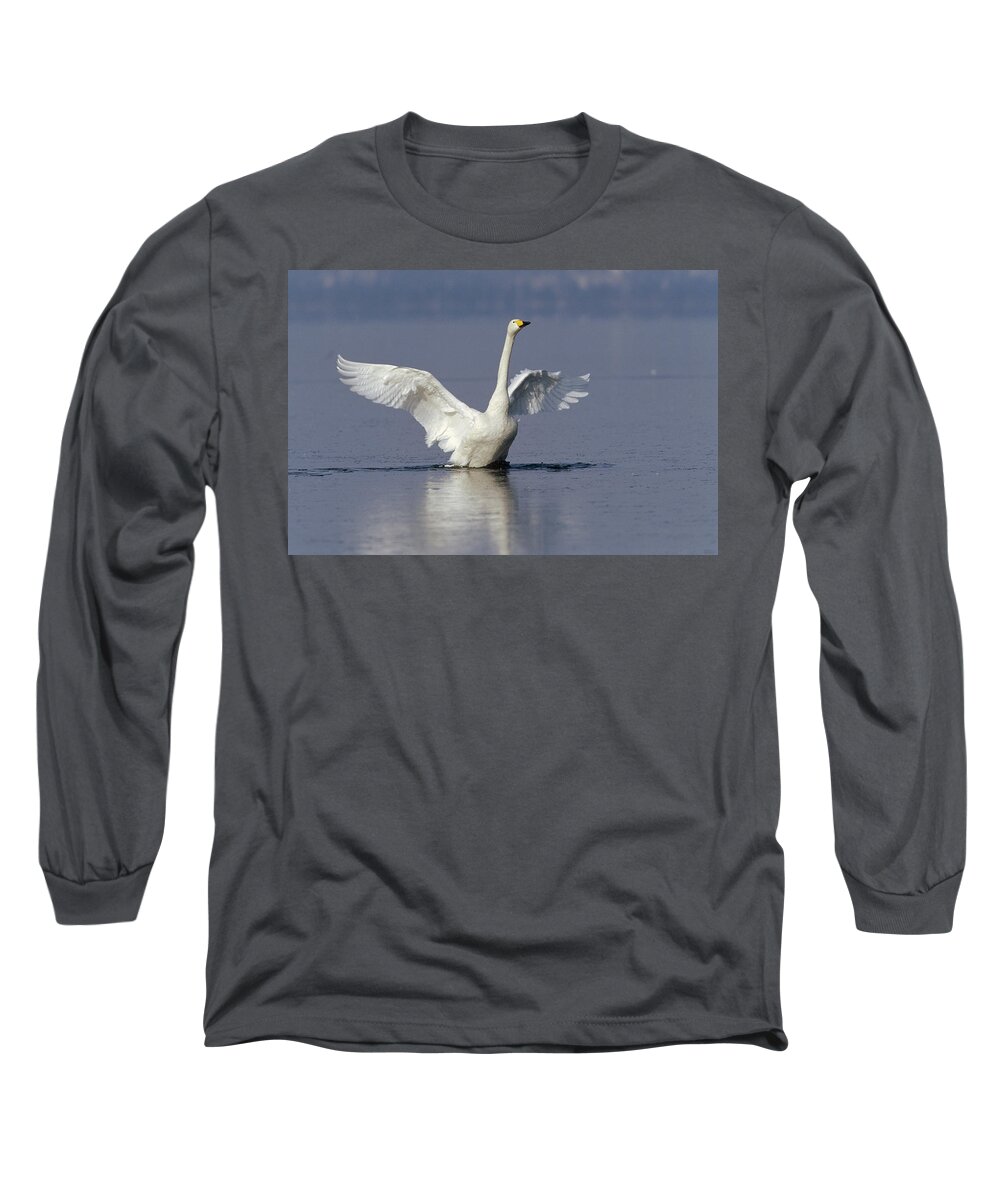 Feb0514 Long Sleeve T-Shirt featuring the photograph Whooper Swan Flapping Hokkaido Japan by Konrad Wothe