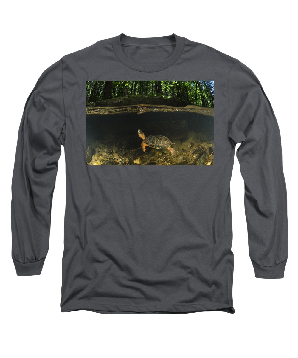 Pete Oxford Long Sleeve T-Shirt featuring the photograph Wood Turtle Swimming North America by Pete Oxford