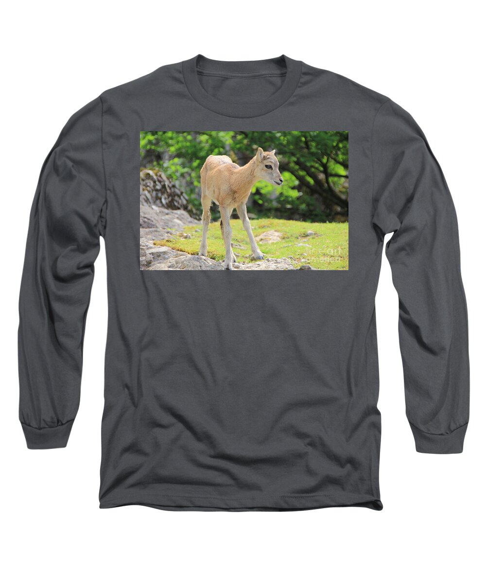 Animal Long Sleeve T-Shirt featuring the photograph Young Goat by Amanda Mohler