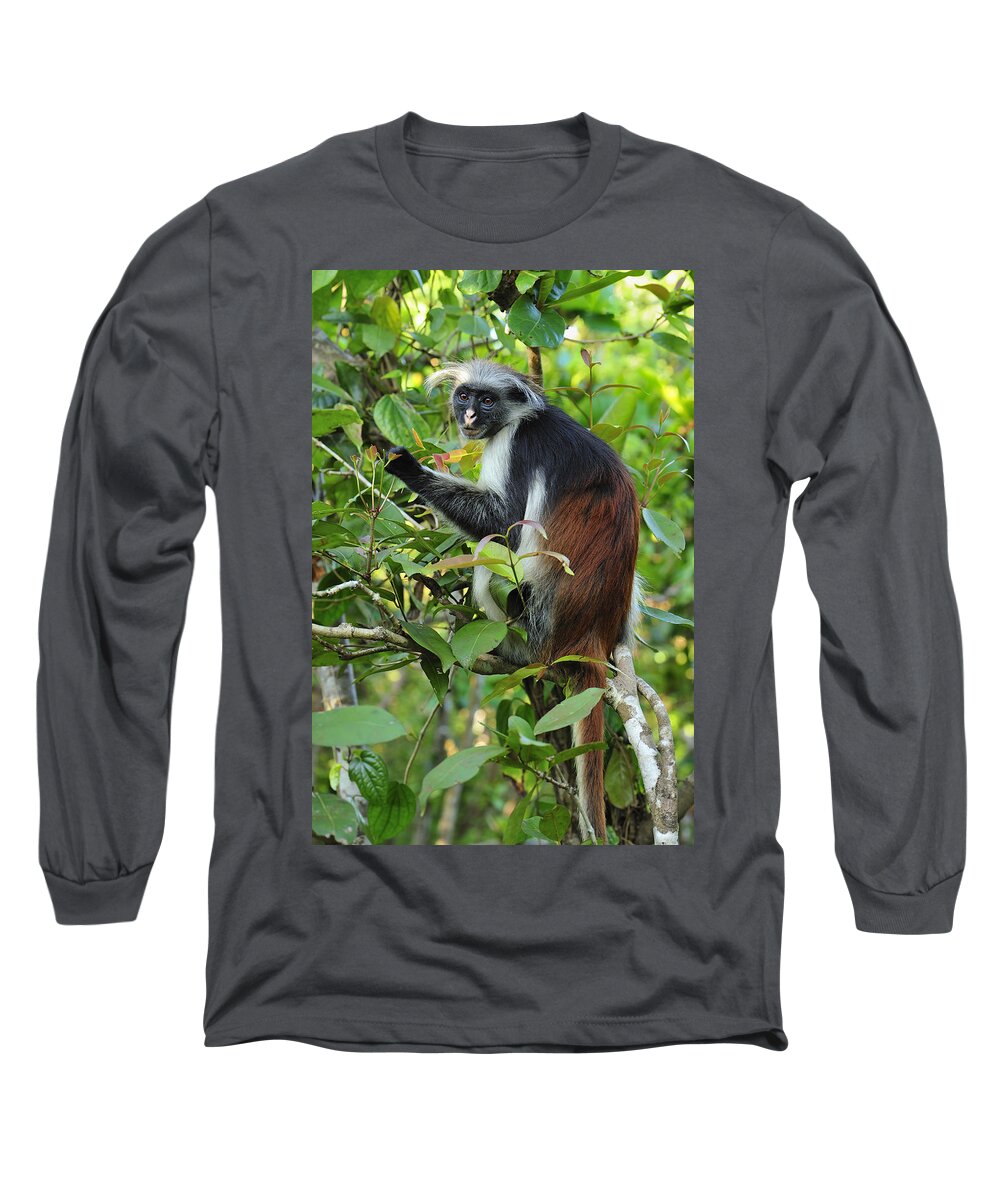 Thomas Marent Long Sleeve T-Shirt featuring the photograph Zanzibar Red Colobus In Tree Jozani by Thomas Marent