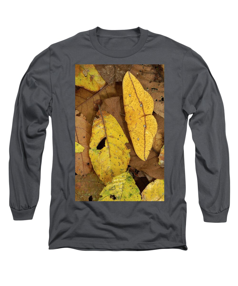 Mp Long Sleeve T-Shirt featuring the photograph Imperial Moth Eacles Imperialis #1 by Pete Oxford
