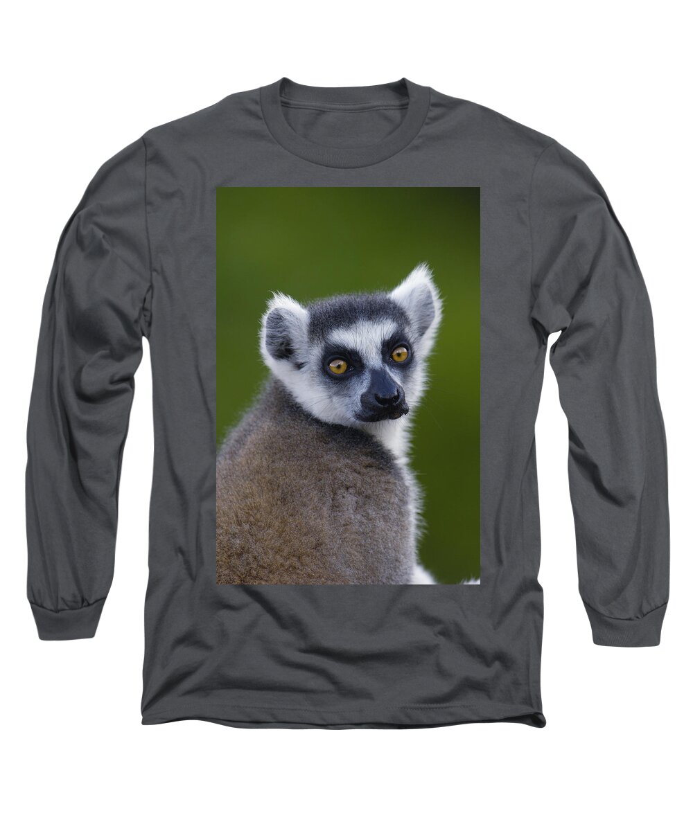 Mp Long Sleeve T-Shirt featuring the photograph Ring-tailed Lemur Lemur Catta Portrait #2 by Pete Oxford