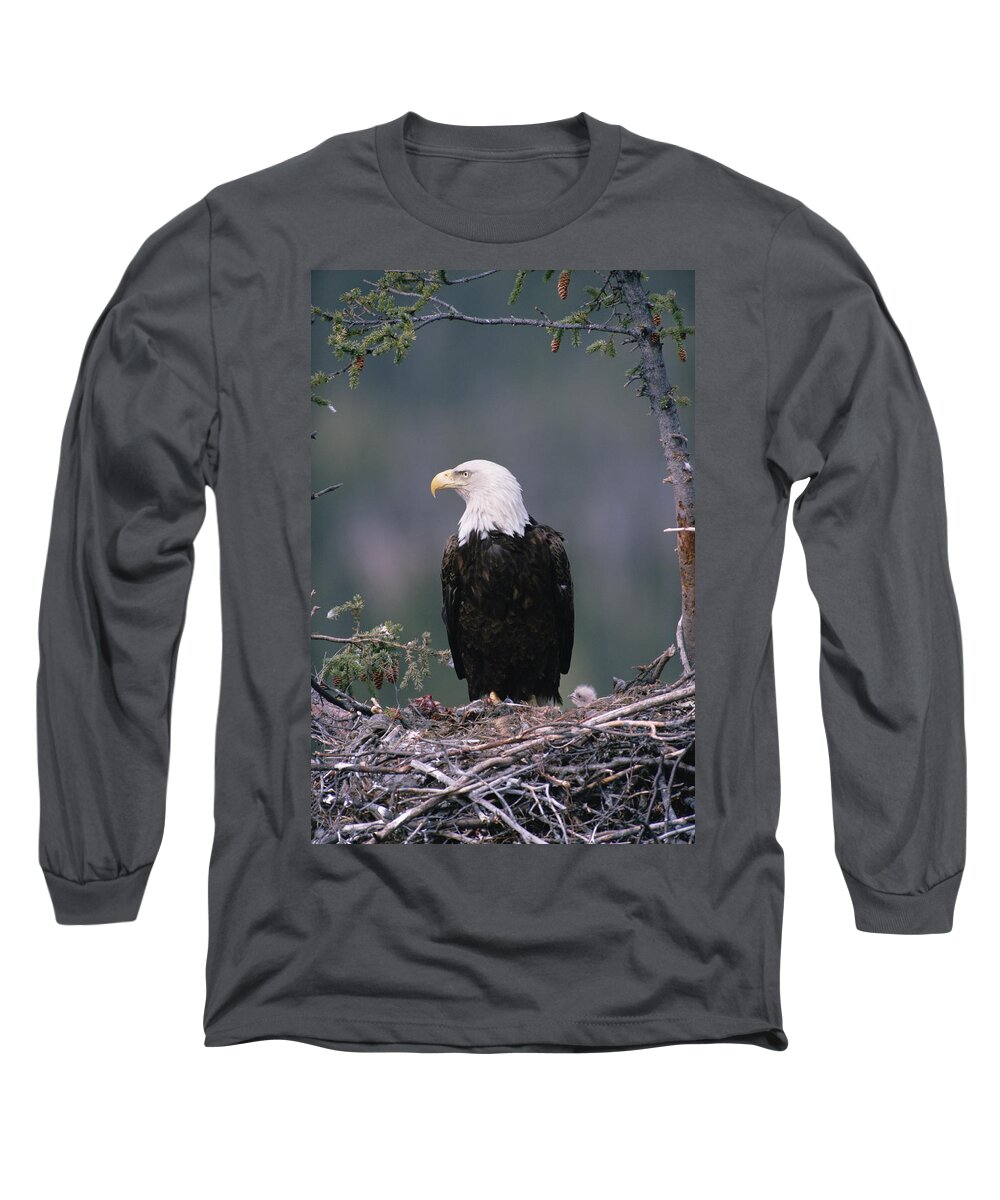 Mp Long Sleeve T-Shirt featuring the photograph Bald Eagle Haliaeetus Leucocephalus #3 by Michael Quinton