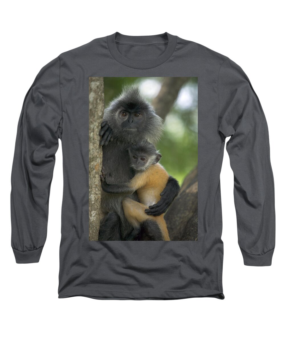 Mp Long Sleeve T-Shirt featuring the photograph Silvered Leaf Monkey Trachypithecus #4 by Cyril Ruoso