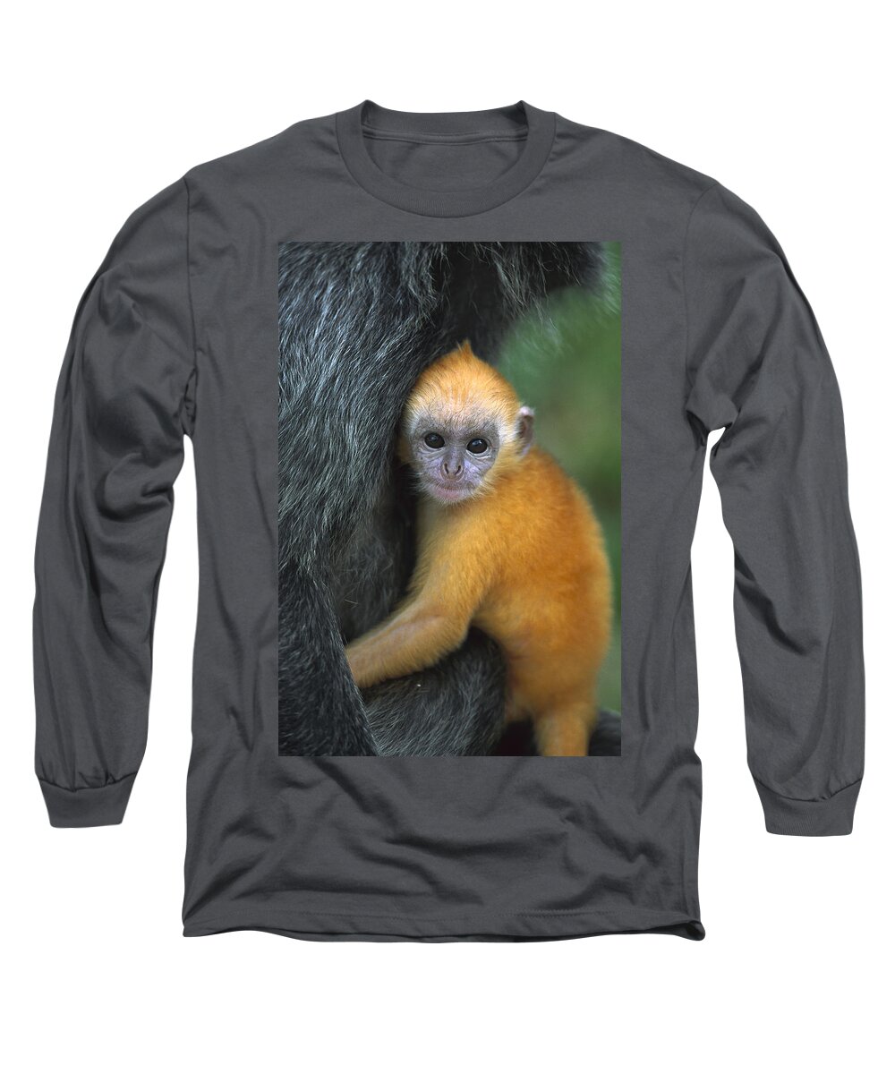 Mp Long Sleeve T-Shirt featuring the photograph Silvered Leaf Monkey Trachypithecus #6 by Cyril Ruoso