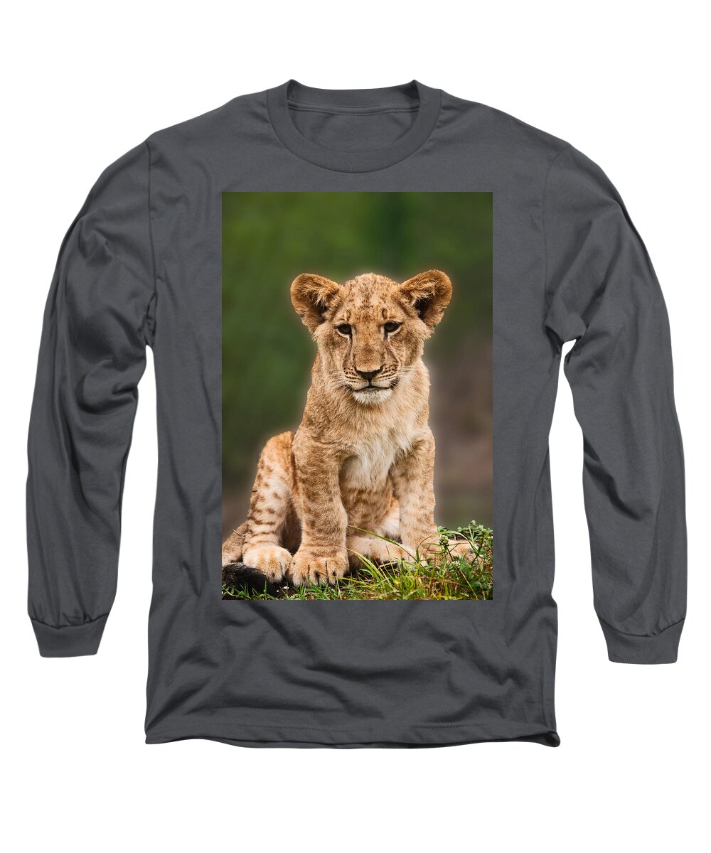 Baby Lion Long Sleeve T-Shirt featuring the photograph All Paws by CM Stonebridge