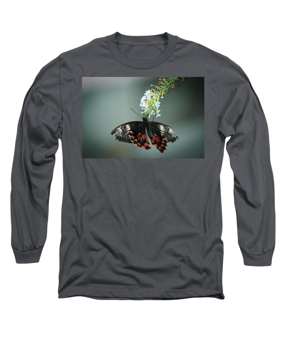 Bangalore Long Sleeve T-Shirt featuring the photograph Butterfly by SAURAVphoto Online Store