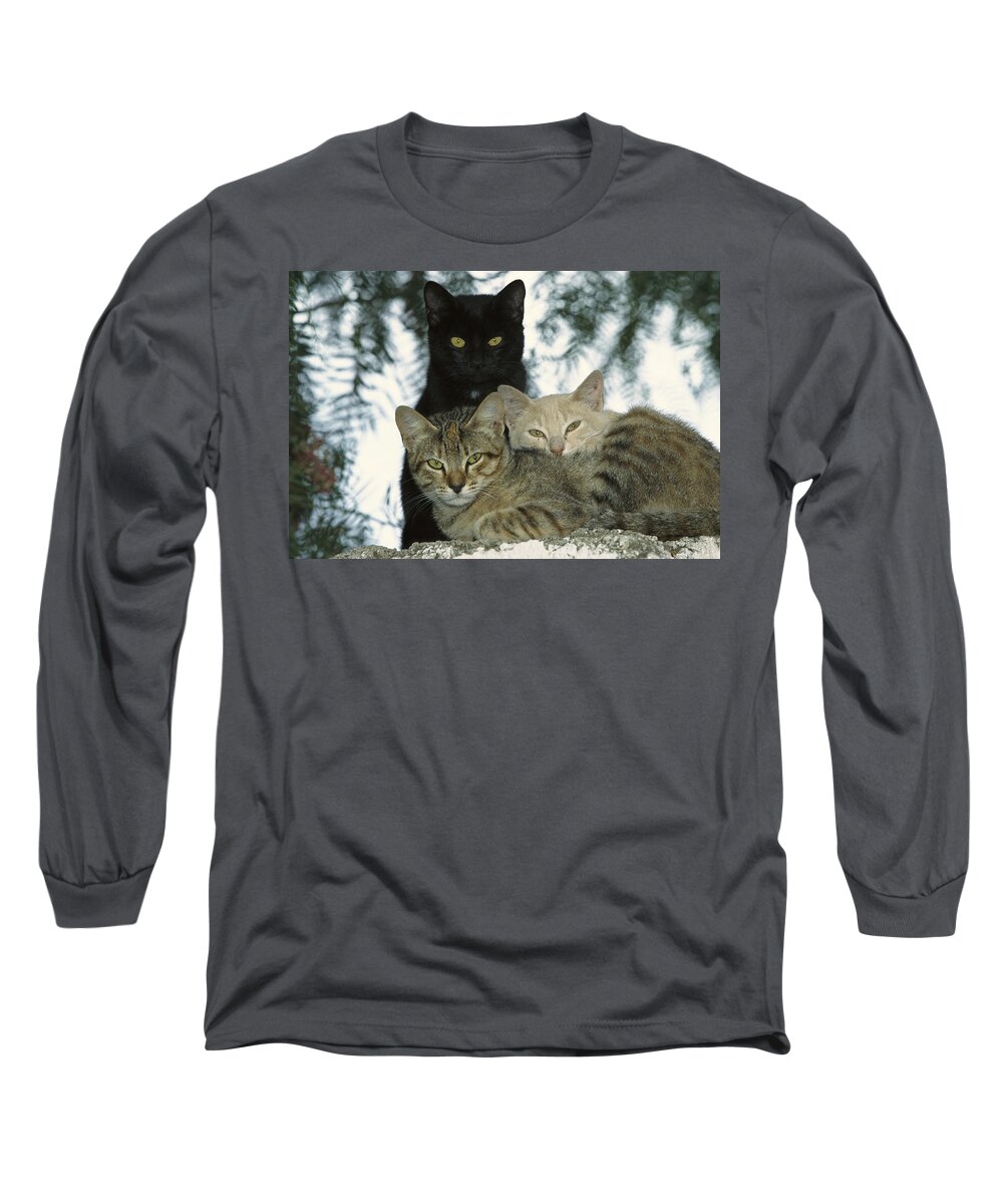 Mp Long Sleeve T-Shirt featuring the photograph Domestic Cat Felis Catus Group by Konrad Wothe