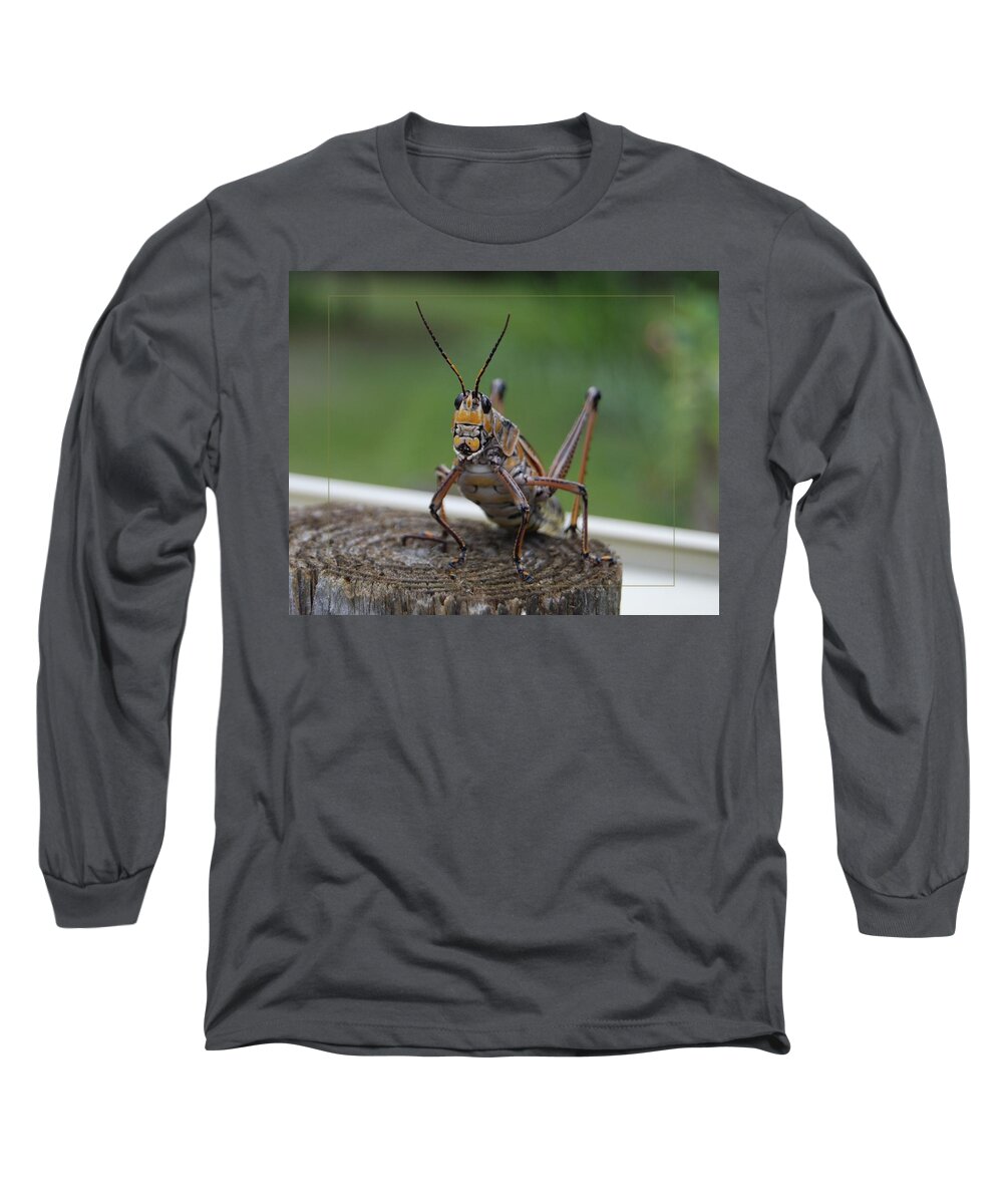 Insect Long Sleeve T-Shirt featuring the photograph Grasshopper on a Post by Judy Hall-Folde