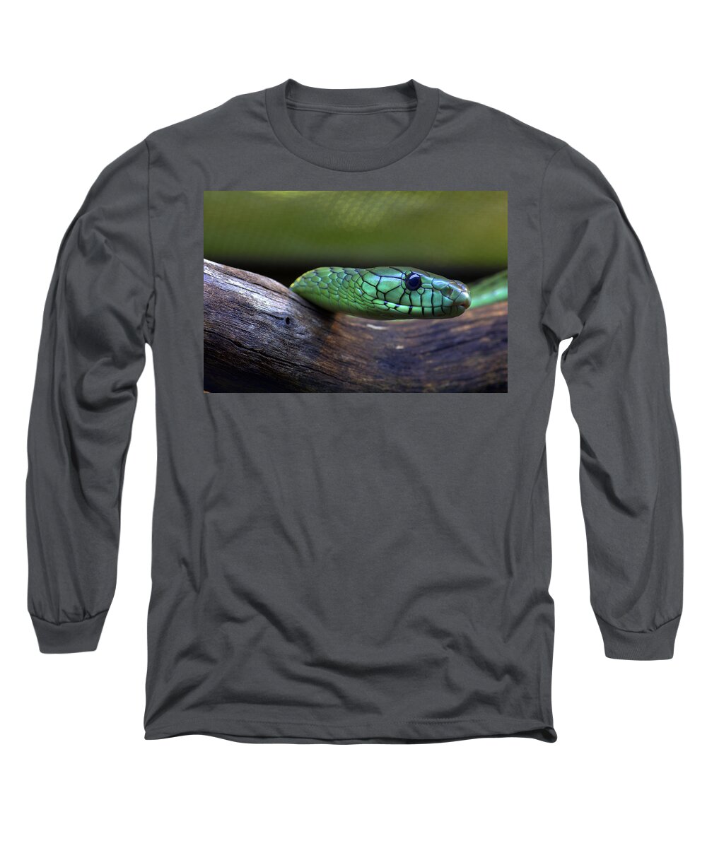 Green Long Sleeve T-Shirt featuring the photograph Green Mamba by Jonathan Davison