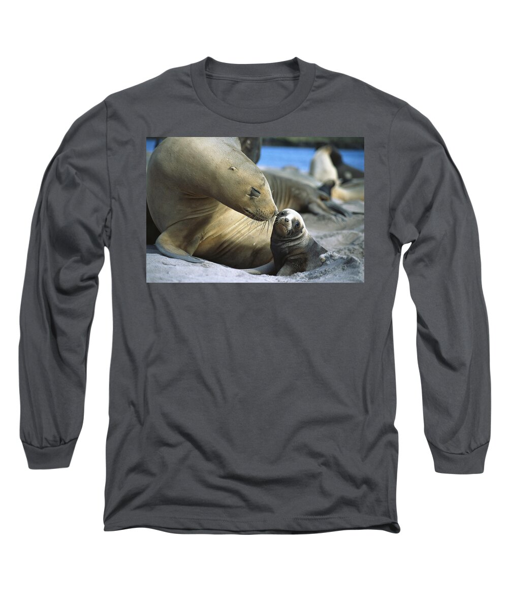 00142976 Long Sleeve T-Shirt featuring the photograph Hookers Sea Lion Phocarctos Hookeri Cow by Tui De Roy