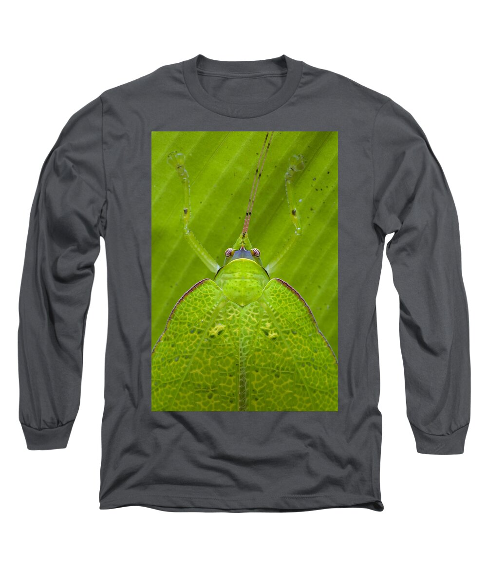 00427052 Long Sleeve T-Shirt featuring the photograph Katydid Mamang River Forest Reserve by Piotr Naskrecki