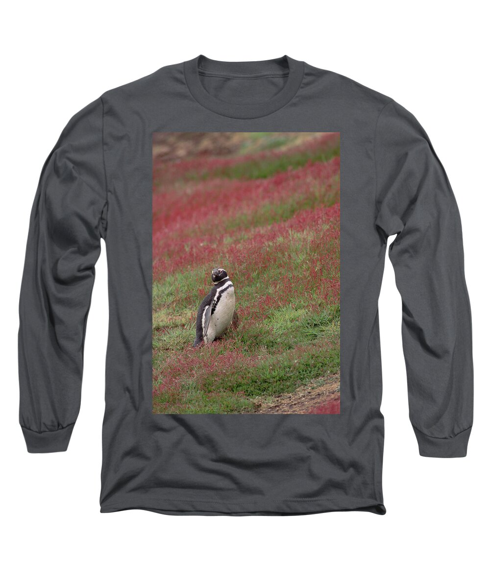 Mp Long Sleeve T-Shirt featuring the photograph Magellanic Penguin Spheniscus by Gerry Ellis