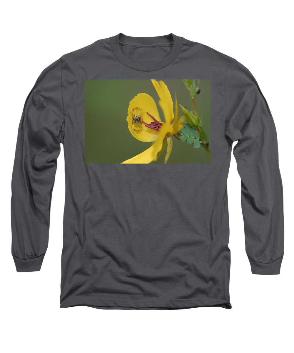 Partridge Pea Long Sleeve T-Shirt featuring the photograph Partridge Pea And Matching Crab Spider With Prey by Daniel Reed
