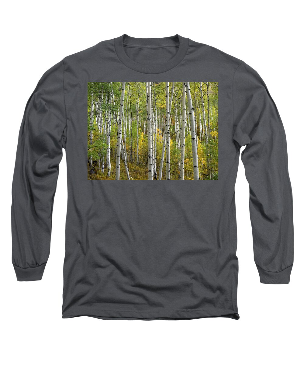 00175145 Long Sleeve T-Shirt featuring the photograph Quaking Aspen Trees In Fall Colorado by Tim Fitzharris