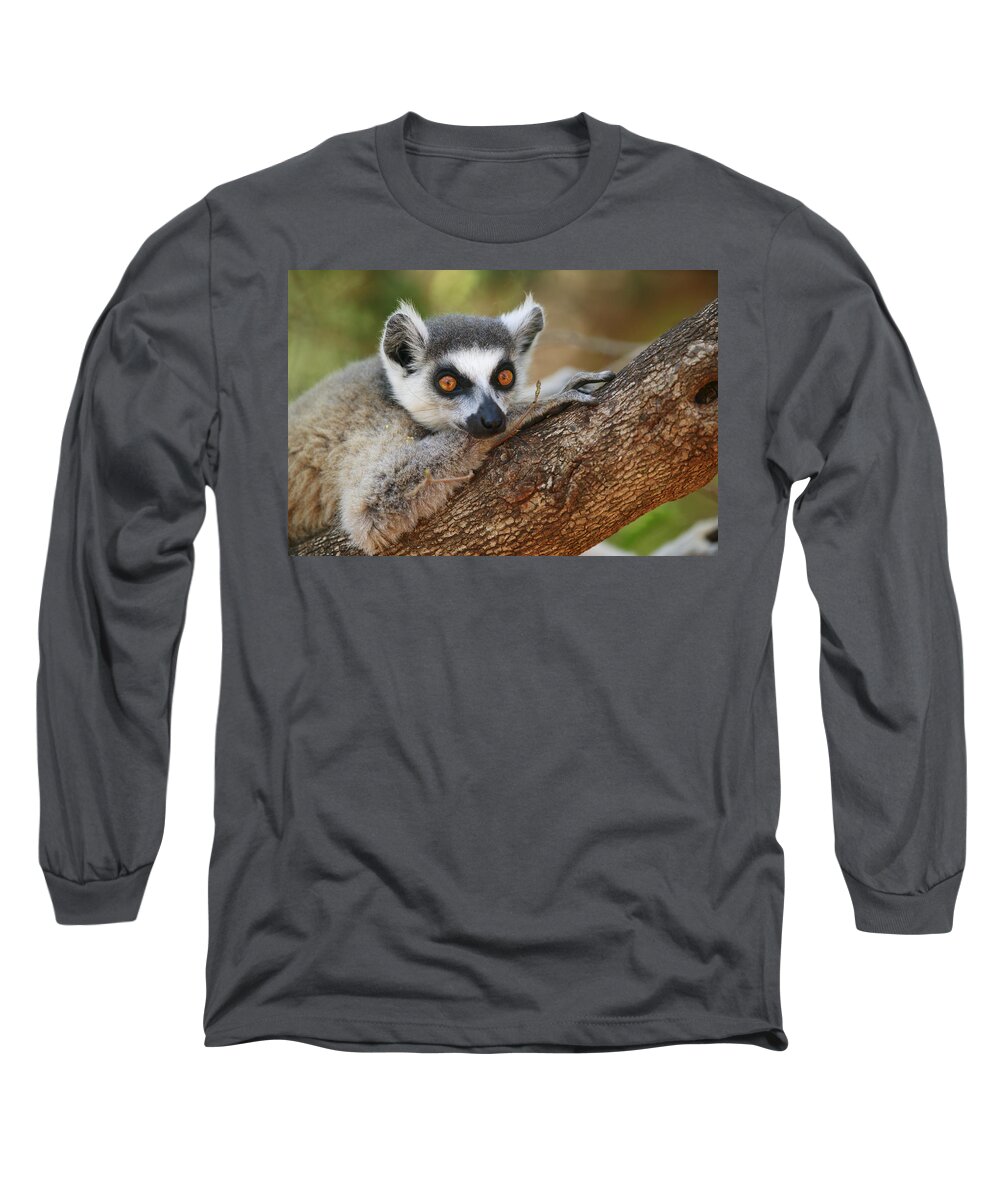 00621089 Long Sleeve T-Shirt featuring the photograph Ring-tailed Lemur Resting by Cyril Ruoso