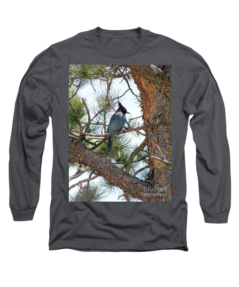 Birds Long Sleeve T-Shirt featuring the photograph Stellar's Jay by Dorrene BrownButterfield
