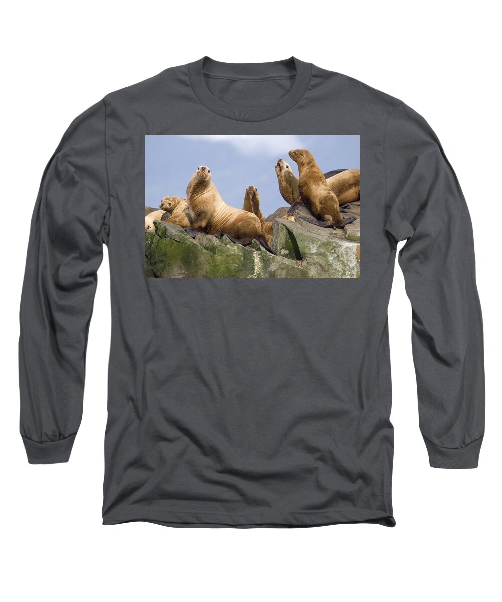 Mp Long Sleeve T-Shirt featuring the photograph Stellers Sea Lion Group Sunning by Flip Nicklin