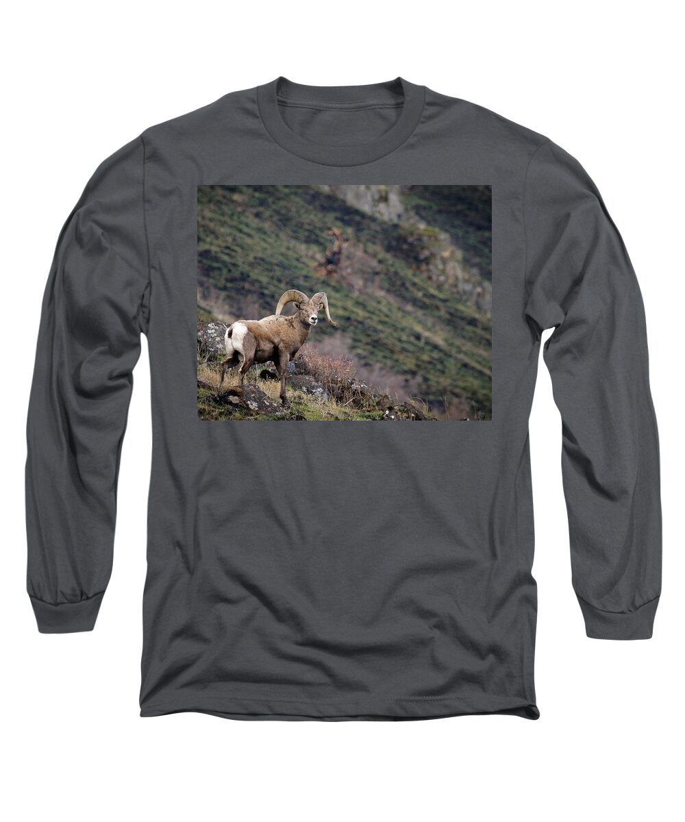 Bighorn Sheep Long Sleeve T-Shirt featuring the photograph The Overlook by Steve McKinzie