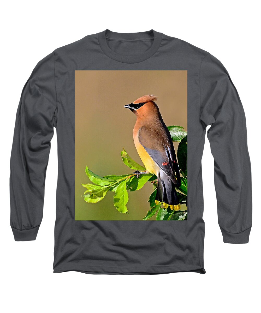 Bird Long Sleeve T-Shirt featuring the photograph Cedar Waxwing #1 by Rodney Campbell