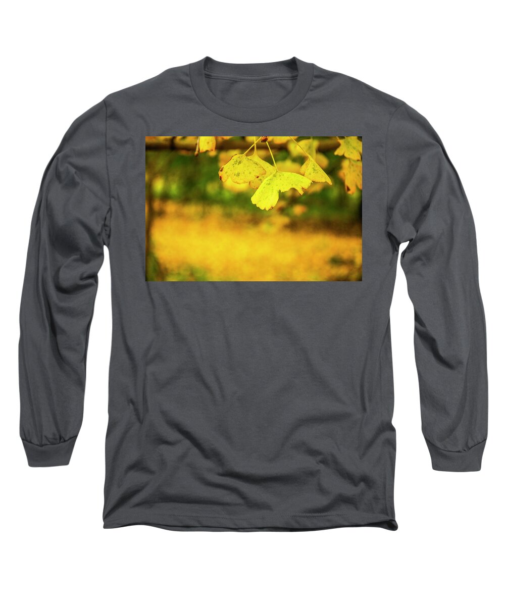 Leaf Long Sleeve T-Shirt featuring the photograph Ginkgo tree leaves in autumn #1 by Carl Ning