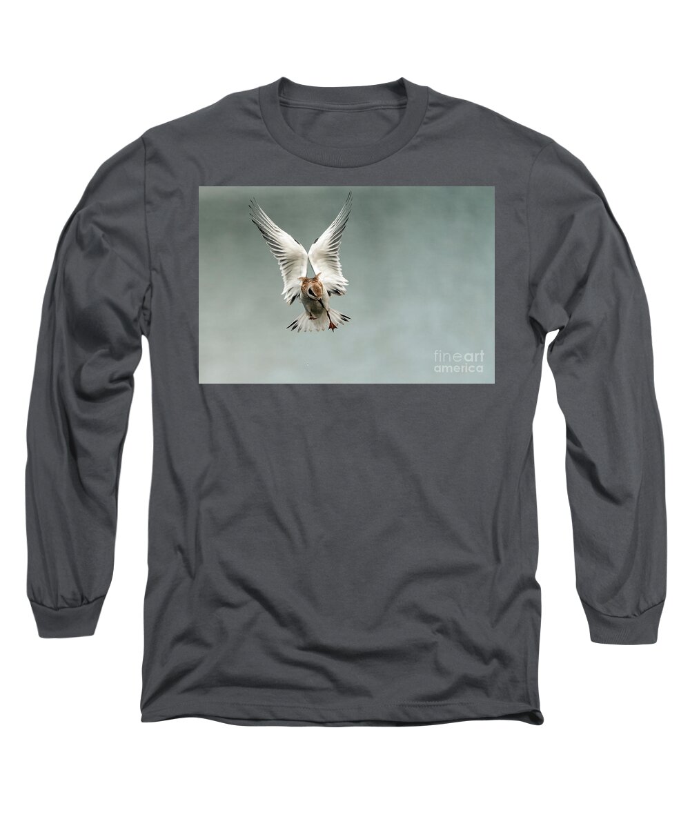 Tern Long Sleeve T-Shirt featuring the photograph Juvenile tern in flight #1 by Sam Rino