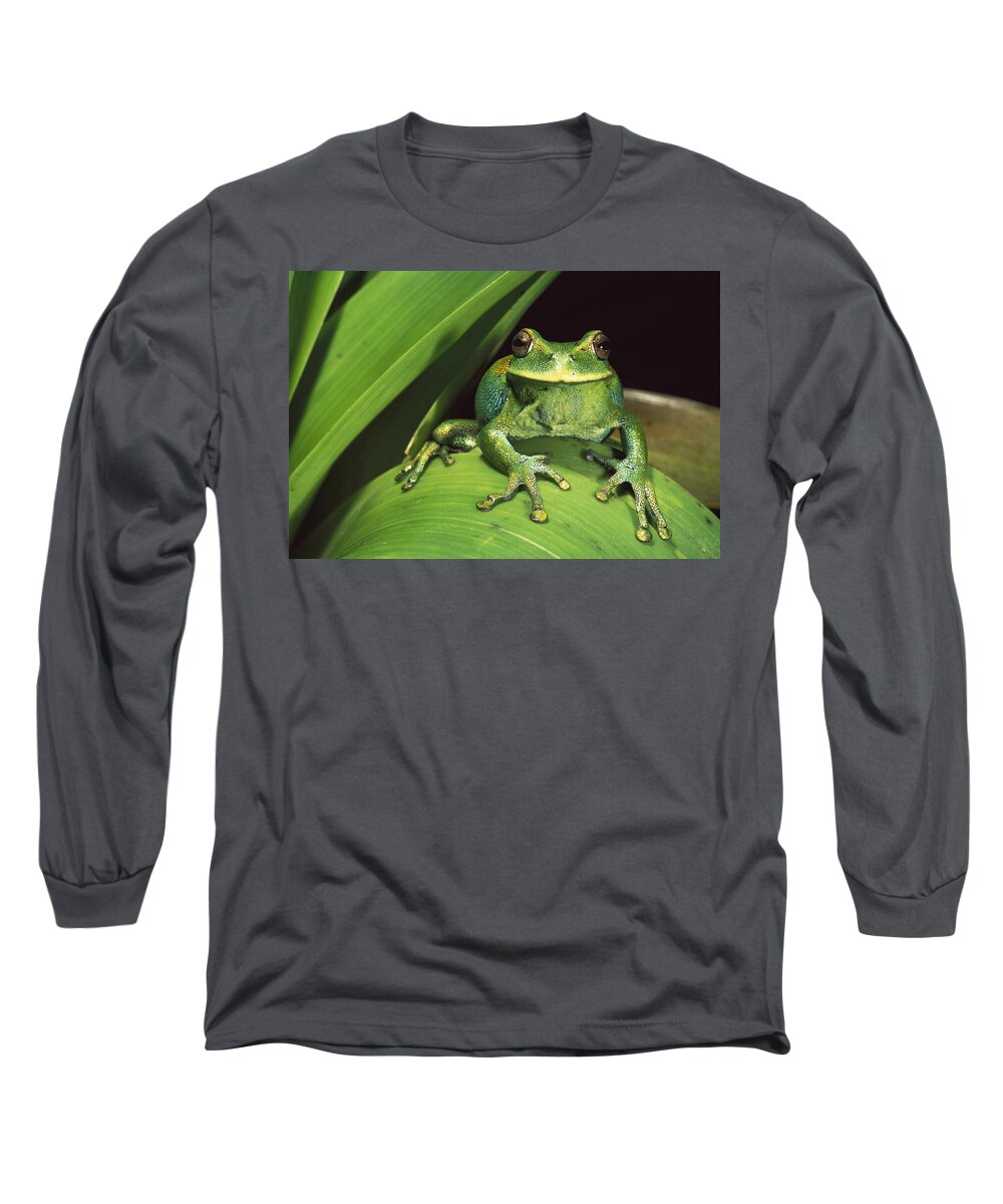 Mp Long Sleeve T-Shirt featuring the photograph Marsupial Frog Gastrotheca Orophylax #1 by Pete Oxford
