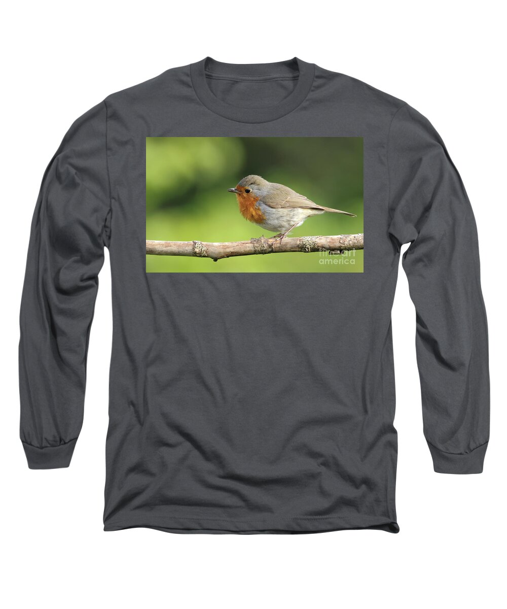 Robin Birds Nature Photography Garden Pskeltonphoto Prints Canvas Cards Posters Long Sleeve T-Shirt featuring the photograph Robin #1 by Peter Skelton