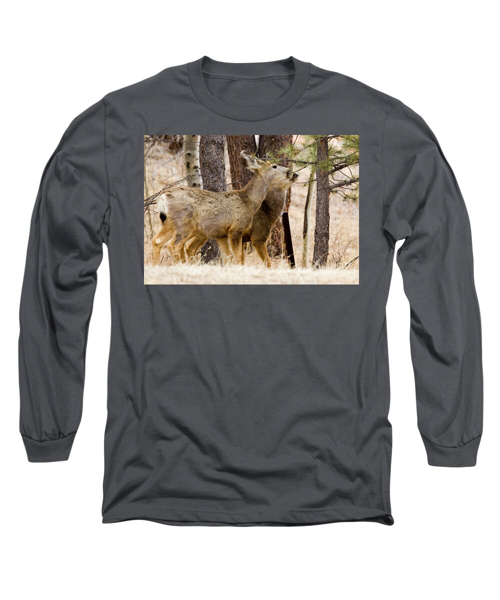 Animals Long Sleeve T-Shirt featuring the photograph Mule Deer in the Pike National Forest of Colorado #15 by Steven Krull
