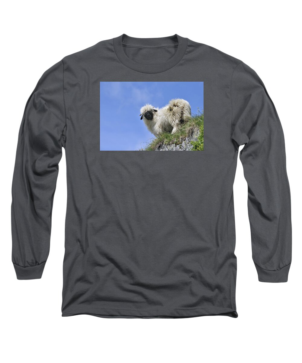 Walliser Schwarznase Long Sleeve T-Shirt featuring the photograph Valais Blacknose Sheep by Arterra Picture Library